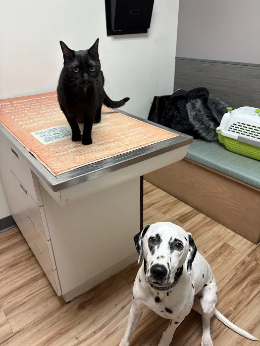 VCA Creekside Animal Hospital 12