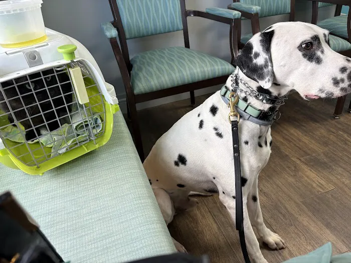 VCA Creekside Animal Hospital 12
