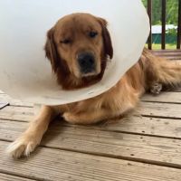 Beesley Animal Clinic ico