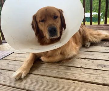 Beesley Animal Clinic