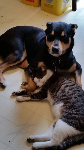 Banfield Pet Hospital 12