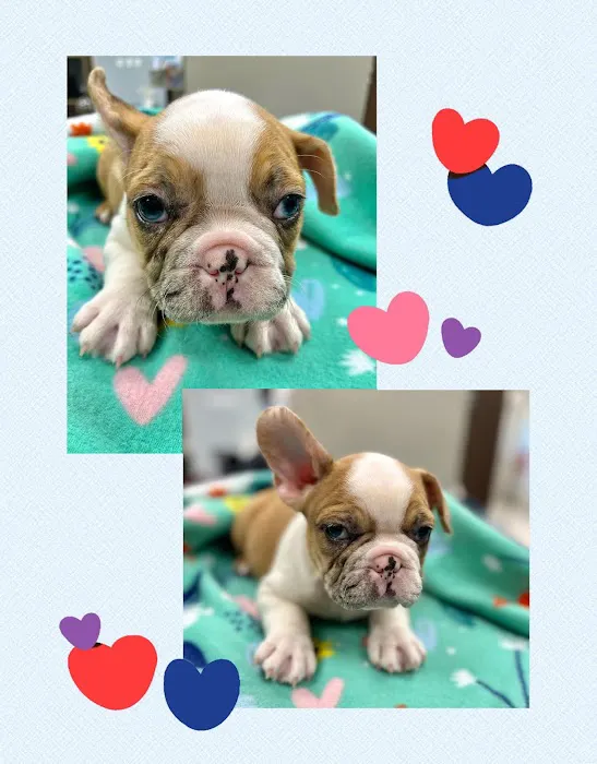 CreekWood Veterinary Hospital 12