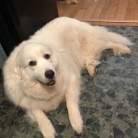 Williams Animal Hospital ico