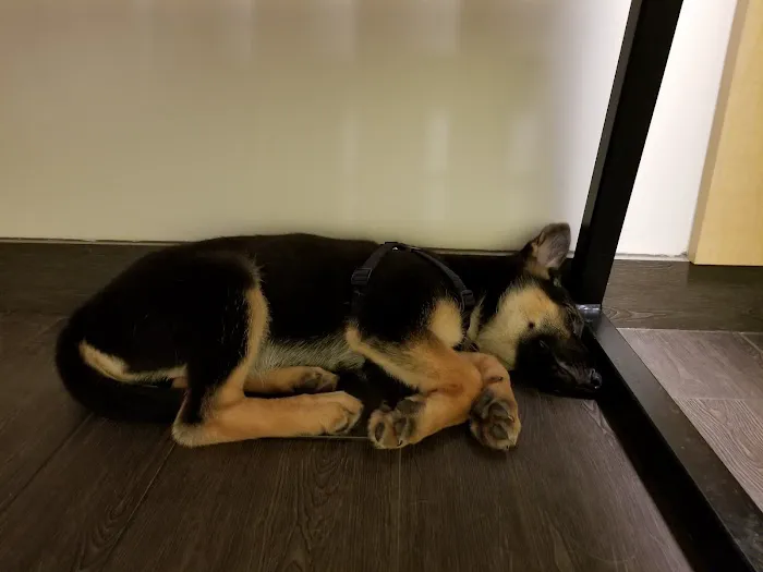 Banfield Pet Hospital 12