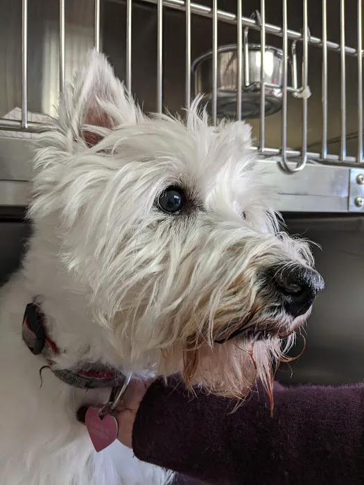 Animal Care Center Of Brentwood 12