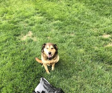 Brentwood Veterinary Clinic