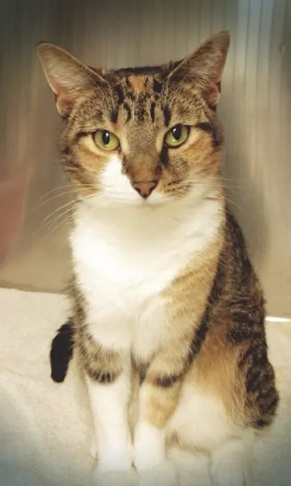 Brentwood Veterinary Clinic 12