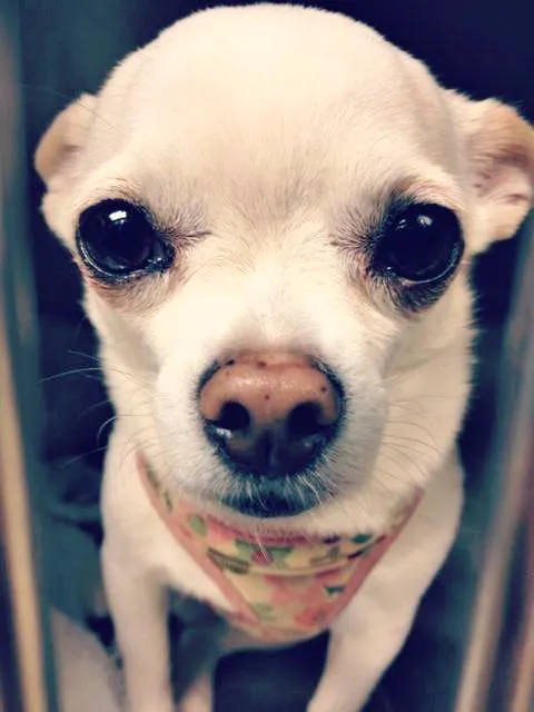 Brentwood Veterinary Clinic 12