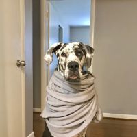 Harding Animal Hospital ico