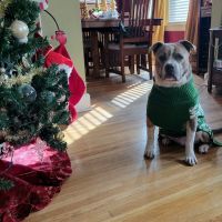 Belle Meade Animal Hospital ico