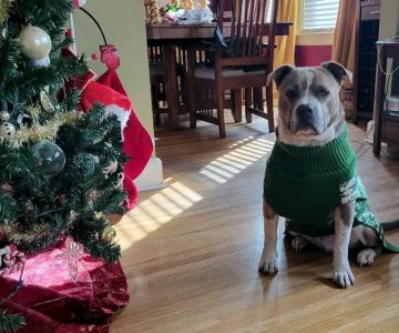 Belle Meade Animal Hospital