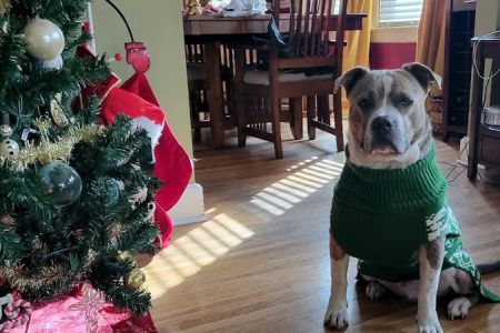 Belle Meade Animal Hospital