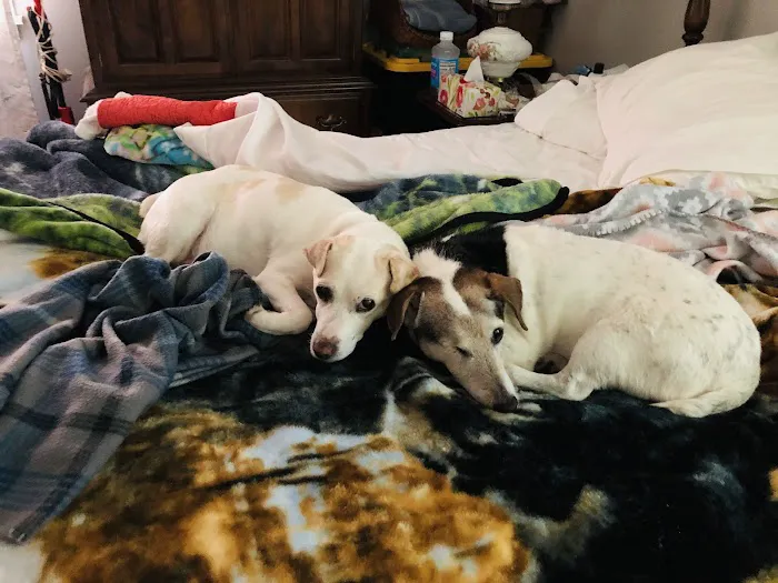 Belle Meade Animal Hospital 12