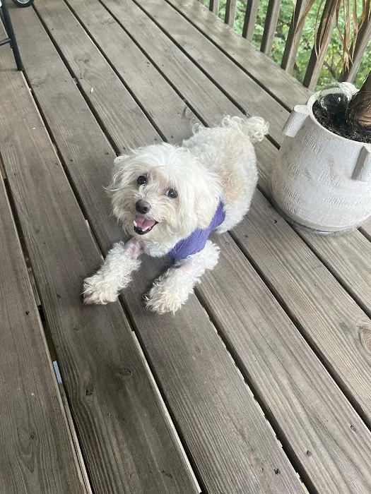 Belle Meade Animal Hospital 12