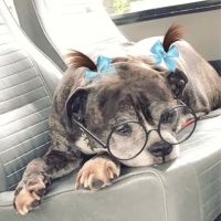 The Urban Pet ico