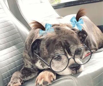The Urban Pet