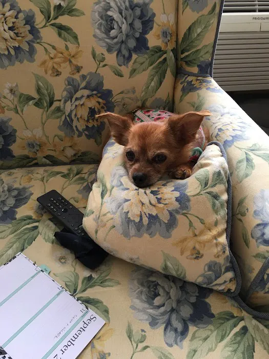 The Urban Pet 12