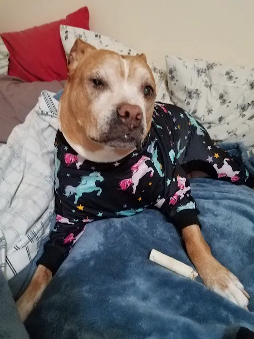 Tennessee Veterinary Surgical Specialists 12