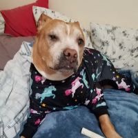 Tennessee Veterinary Surgical Specialists ico