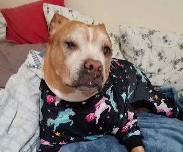 Tennessee Veterinary Surgical Specialists