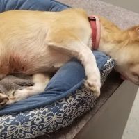 Animal Medical Clinic Reproductive Services ico