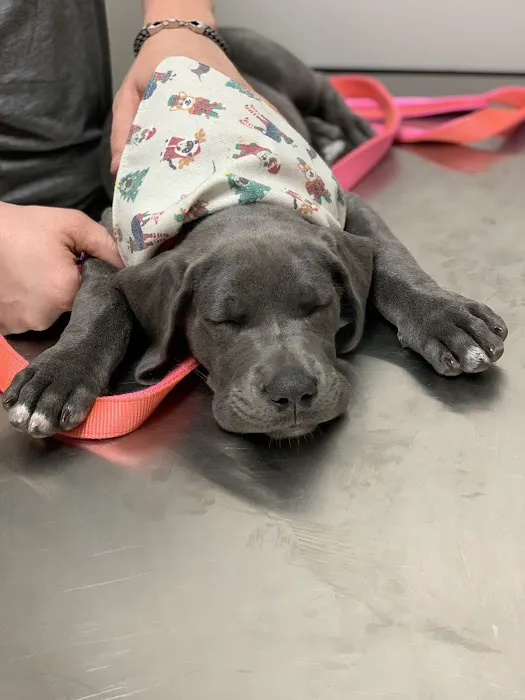 VANGUARD Veterinary Clinic 12