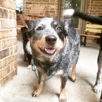 Alamo Ranch Animal Hospital ico