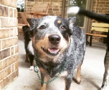 Alamo Ranch Animal Hospital