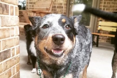 Alamo Ranch Animal Hospital