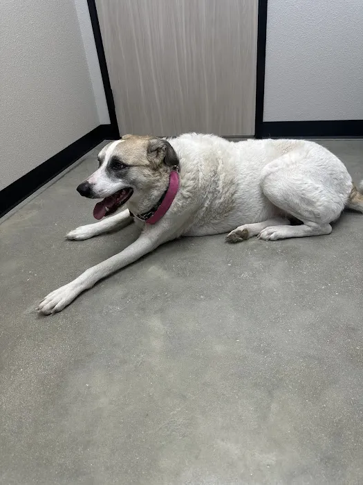 West Bexar Veterinary Clinic 12