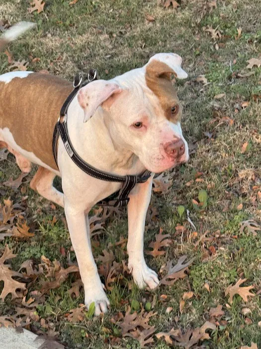 CityVet | Kallison Ranch 12