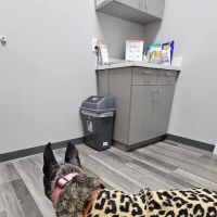 My Pet's Vet Wilderness Oaks ico