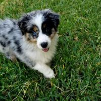 Borgfeld Animal Hospital ico