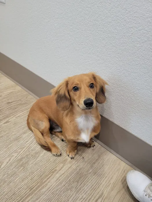 Borgfeld Animal Hospital 12