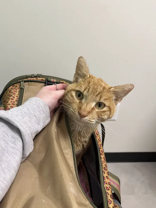 CityVet | Universal City Veterinary Clinic & Urgent Care 12