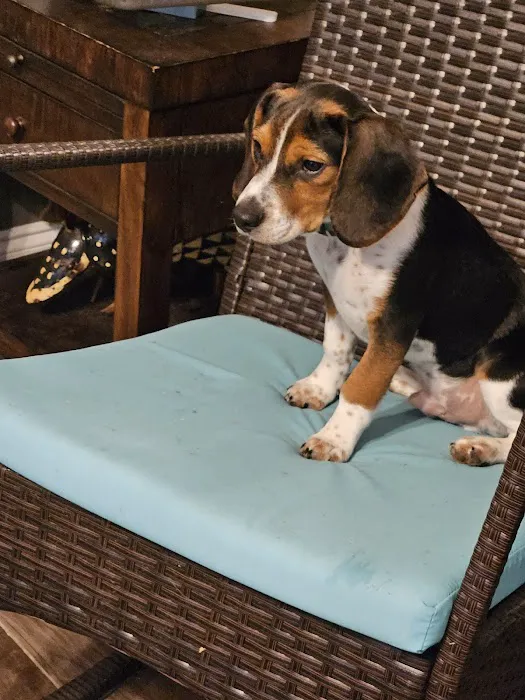CityVet | Universal City Veterinary Clinic & Urgent Care 12