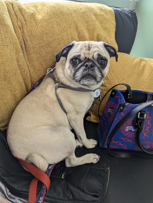 CityVet | Universal City Veterinary Clinic & Urgent Care 12