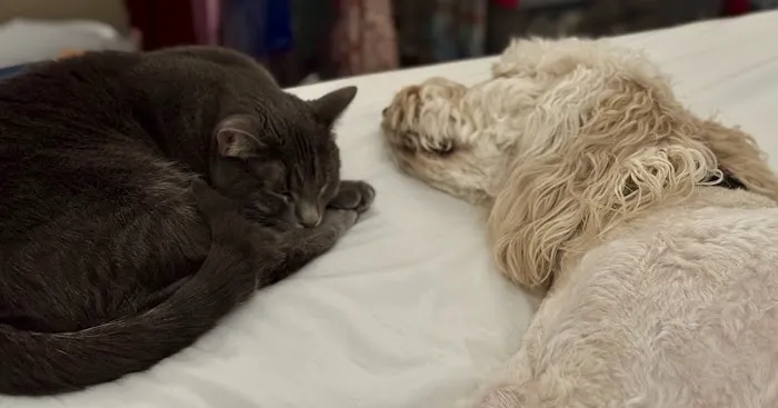 CityVet | Universal City Veterinary Clinic & Urgent Care 12