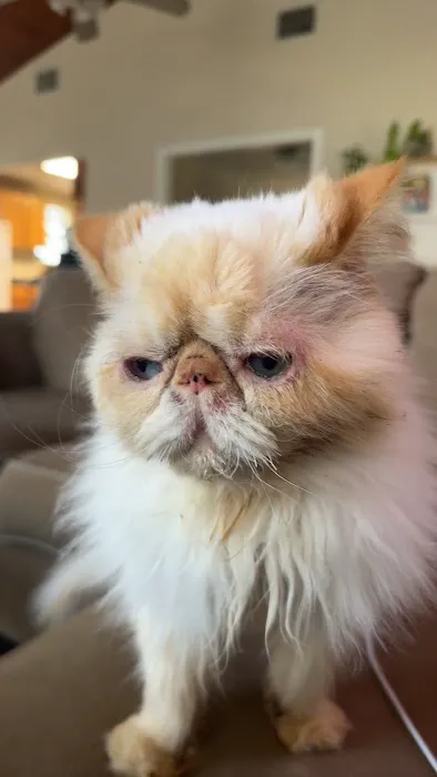 CityVet | Universal City Veterinary Clinic & Urgent Care 12