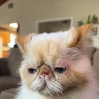 CityVet | Universal City Veterinary Clinic & Urgent Care ico