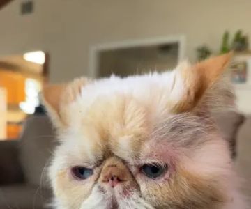 CityVet | Universal City Veterinary Clinic & Urgent Care