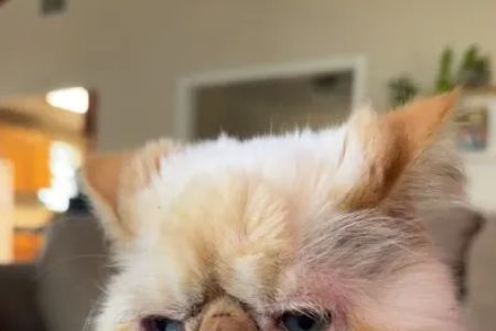 CityVet | Universal City Veterinary Clinic & Urgent Care