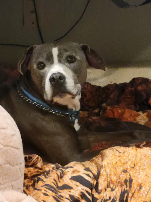 CityVet | Universal City Veterinary Clinic & Urgent Care 12