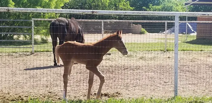 Retama Equine Hospital 12