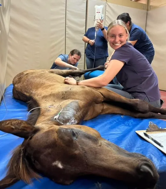 Retama Equine Hospital 12