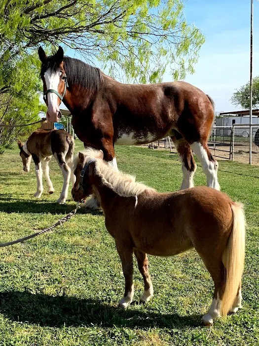 Retama Equine Hospital 12