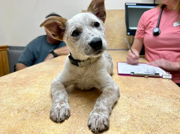 Schertz Animal Hospital 12