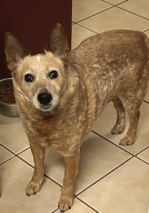 Schertz Animal Hospital 12