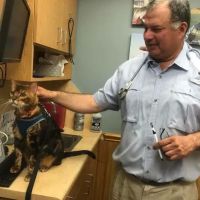 Schertz Animal Hospital ico