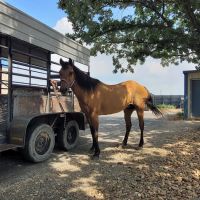 Bracken Equine Clinic ico